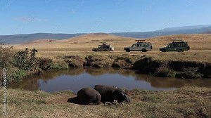 Two Hippopotamus, Hippo or Hippopotamus amphibius resting alongside a small waterhole with Safari Vehicles driving past during migration season in the Ngorongoro crater Tanzania.