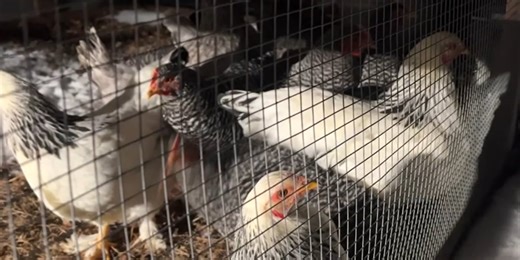 University of Florida educator warns backyard chicken owners of Bird Flu symptoms