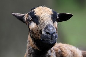 Can Sheep Eat Kudzu?