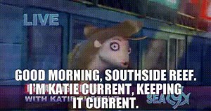 Good morning, Southside Reef. I'm Katie Current, keeping it current.