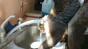 #LouieRay wants to be clean but he also wants to be hydrated.. Watch him work those lil hands under that faucet.. He is quite the lil man taken good care of himself.. #HeOwnsMe | Misfitland Monkey Rescue