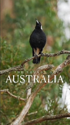 Beautiful Black Bird Sitting on Tree | Relaxing Nature Bird | Wildlife Moments #viral #birds #nature
