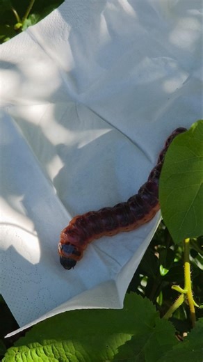 Goat Moth Larva: Giant Caterpillar With a Nasty Bite #insects #switzerland #caterpillar #nature