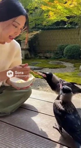 Crow Fledgelings are Hungry