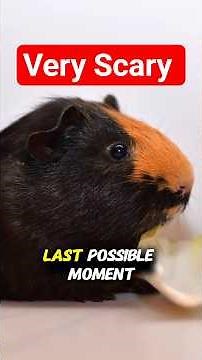 Why Your Guinea Pig Can Look Fine… But Still Be Dangerously Sick