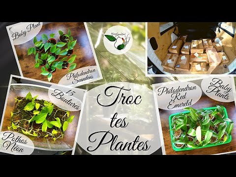 TROC PLANTES, Informations, Conseils et Astuces... Swap Your Plant