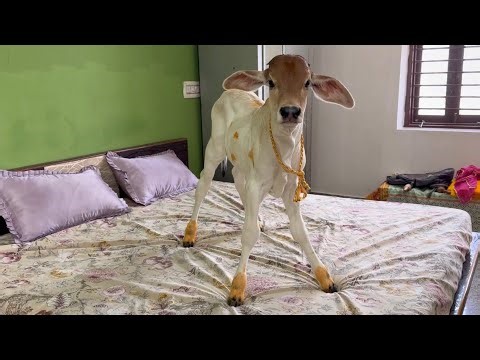 Finally Vrinda ki Behan ka Name Decide ho gya😍 | Ep- 13 Talking Cow