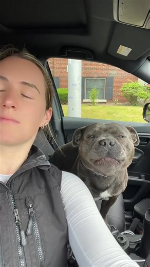Do not interrupt the star! #enzothebluestaffordshire #staffordshirebullterrier #talkingdog #fyp #fy | Enzo the Blue Staffordshire
