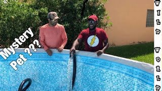 New Backyard Pool Pond Build – Start to Finish