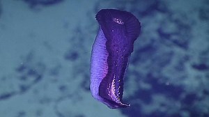 1M views · 6.5K shares | This video of a deep-sea cucumber swimming may be the strangest thing you'll see today. | Insider Science | Facebook