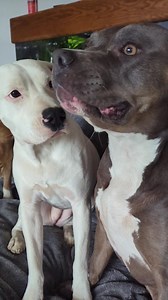 Good morning sunshine 🌞 | Karma the Dog