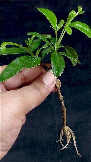 How to Grow Lemonia / Ravenia Spectabilis Plant from Cutting In A Tomato