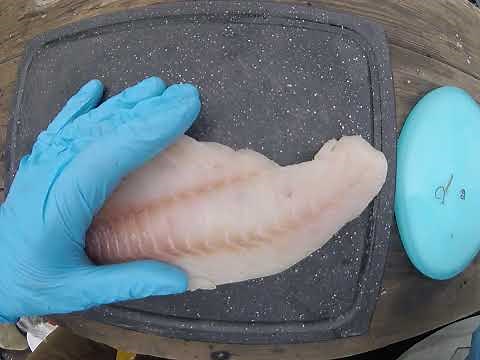 Parasitic nematodes in ocean fish- Anisakis removal