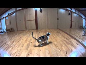 HDR-AS15 スローモーション試し撮り