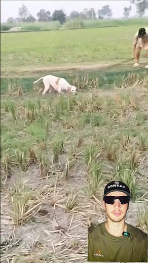 This is how they CATCH quail with a pointer 😮🐦