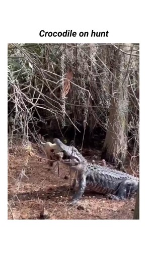 HK Entertain on Instagram: "Crocodile on hunt #crocodile #wildlife #viral"