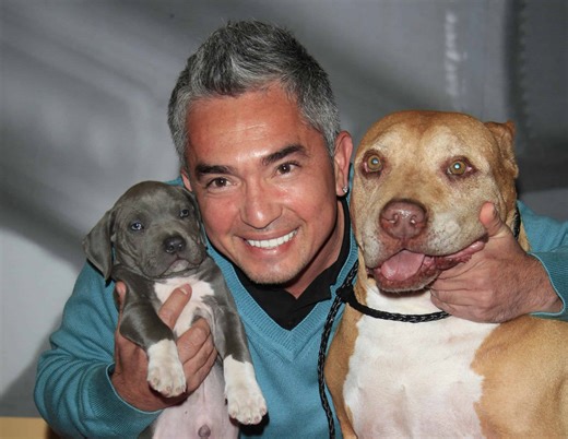 War Zones   Wagging Tails: Cesar Millan Joins the Mission to Save Soldiers’ Dogs