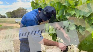 CropWatch Scale insect monitoring