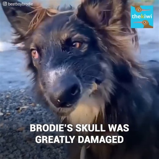 118K views · 13K reactions | This dog has a “Picasso face” But his strange profile is not something natural, but the consequences of a heartbreaking event. He lost his sight in one eye and his snout was irreversibly deformed when he was a pup. And the worst part is that he was abandoned and no one wanted to adopt him. But then a couple visited him and Brodie would start an amazing journey that would change his fate forever. | Meow Meow | Facebook