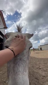 Okie, Dan and Imajean ❤️ | Ima Survivor Donkey and Farm Animal Sanctuary