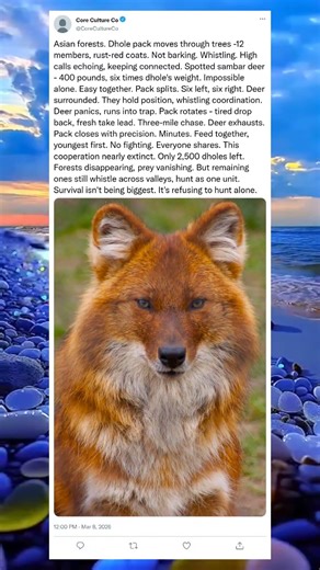 The Wild Dog That Whistles to Catch Its Prey#WildlifeStory #AnimalHero