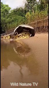 Honey Badger vs Anaconda Anaconda chose squeeze mode 🐍 Honey badger chose chaos 🦡 Plan: constrict Result: regret Nature said: wrong opponent Power wrapped tight. Fear pushed harder. No escape plan. Only resistance. In nature, survival favors the unbreakable. Even against giants. #viralnature #wildshorts #animalshorts #natureclips #explorewild | Wild Nature TV