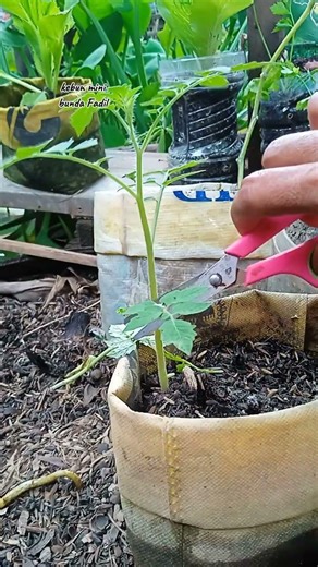 cara melindungi batang tomat dari gigitan hama siput #gardeningtips