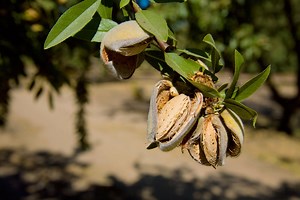 Watch How Farm Machines Shake Down Almond Trees