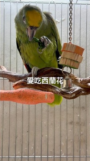 愛健康的小茉莉 #parrot #寵物友善日常 #birds #cuteanimals #cute #pets #可愛 #動物 #亞馬遜鸚鵡
