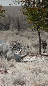 Deep Thoughts: Majestic Rhino Ponders Life's Mysteries in Etosha #etosha #Namibia #rhinoceros | Madbookings - Travel Experts in Africa & Asia