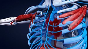 Body, Human, Anatomical, Scan