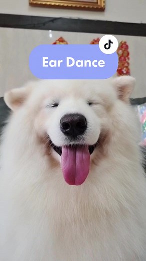 Samoyed Dog Ear Dance - Cute TikTok Trend