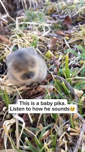 Wildlife & Animals on Instagram: "Baby pikas, small mountain-dwelling mammals related to rabbits, make high-pitched squeaks as a form of communication. These tiny, vocal sounds help them signal to their mothers and other nearby pikas when they are hungry or feel threatened. The squeaks are soft but sharp, and they often use them to express their needs while staying hidden from predators in rocky terrains. Their vocalizations are crucial for staying connected to the group, especially in their vul