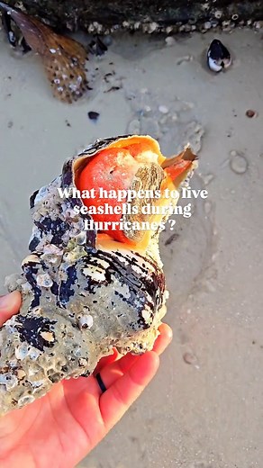 41K views · 10K reactions | Do seashells survive? ⬇️ . Mollusks and...