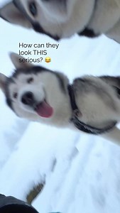 How can they look THIS serious? 😂 I swear… my Huskies take photoshoots more seriously than I do. | Martina Müllner