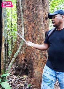 Trekking into the jungle is a great way to explore the natural beauty of a country. Let's go see beautiful Suriname!! #Suriname #Jungle #davidsbeenhere | davidsbeenhere.com