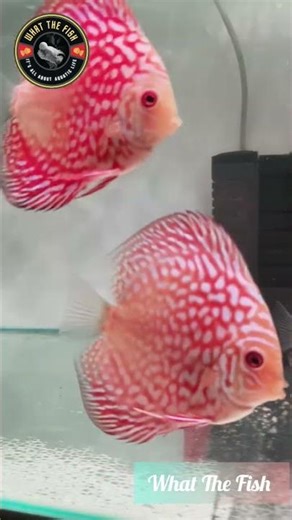 Discus Checkerboard, Super Red, White face red melon #what_the_fish #fish #aquarium #discus #viral