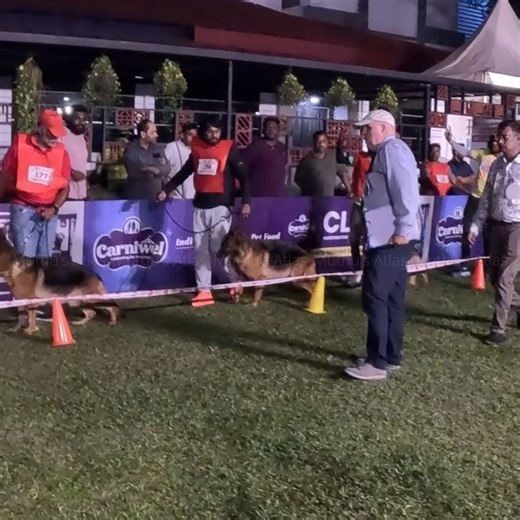 muthusatlas on Instagram: "Thrissur Dog Show | German Shepherd Speciality Show 6, 7 Dec2025 | 1)Unfortunately my old youtube channel suspended on 13/12/2025 2)Have created new you tube channel (New You tube Channel Name - Muthu's Atlas94) Link-https://www.youtube.com/channel/UCwRq-w5aVOY7PqY-VTGyvBA 3)Please try search using @muthusatlas94 Please like, Share & Subscribe #thrissurdogshow #germanshepherdspeciality #Petaegis #dogshow #dogshow2025 #belgaumcanineassociation #indiandogshow #DogShowHig