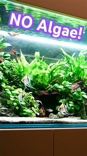 EPIC Algae free Display tank! 🌿