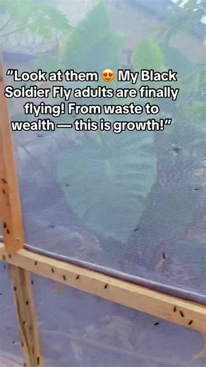 Black Soldier Fly Farming: Waste to Wealth Transformation
