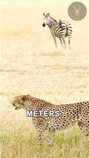 The Secret of the Cheetah's Speed #animalfacts