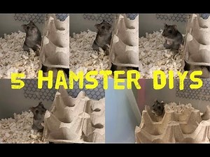 5 Hamster DIYs
