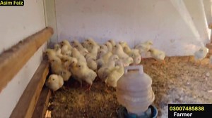 Smart Hen Farm in Pakistan | Small Free Range Hen Farm | Hen Farming in Pakistan | By Asim Faiz | Asim Faiz