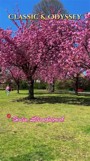 Spring Berlin — cherry blossoms to Brahms🌸 #sakurapark #classicalmusic #springflowers #springvibes