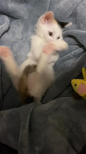 Baby Baby Bean was too adorable.”“The tiniest Bean with the biggest heart.” #babygirlyBean #PuppyDay#tinderyBeanThrowback to baby Bean being precious.”#viral2025💫🥰😍🥰❤️🤩 #ViralCat #rehanedits1 | Meow Madness