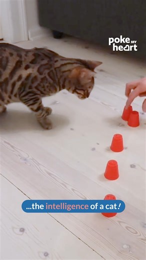 29K views · 284 reactions | Ever seen a #Cat crush the cup shuffle game? #CleverCat #CatVsBall | Poke My Heart | Facebook