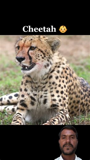 Big Cats sounds☠️☠️| Puma Sound | Cheetah sound| Jaguar sound | Lion roar | Tiger sound