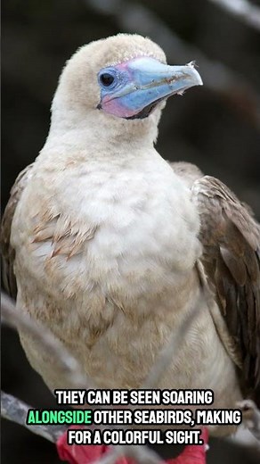 This Bird Has Bright Red Feet?! 🦶🔥