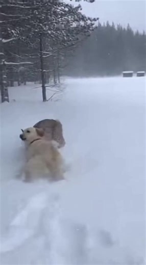 Backyard Dogs Corner Bobcat in Snowy Standoff Rural New England — A tense wildlife encounter unfolded in a snow-covered backyard when two domestic dogs confronted a bobcat that had wandered too close to a wooded property, forcing the wild cat into a defensive stand against a tree. The footage shows the bobcat partially buried in deep snow, its back pressed against a tree trunk as it faces the dogs head-on. With ears pinned back and teeth bared, the bobcat swats and hisses to keep distance, clear
