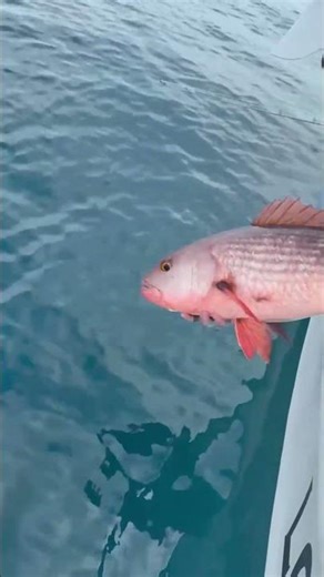 Mullet Snapper Release 🌊🐟 | Los Buzos Panama